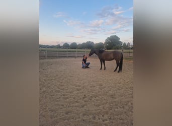 Quarter horse américain, Jument, 11 Ans, 148 cm, Grullo