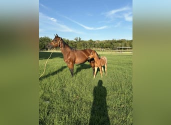 Quarter horse américain, Jument, 11 Ans, 150 cm, Bai cerise
