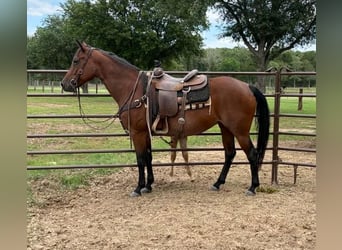 Quarter horse américain, Jument, 11 Ans, 150 cm, Bai cerise