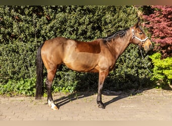 Quarter horse américain, Jument, 11 Ans, 150 cm, Bai