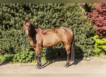 Quarter horse américain, Jument, 11 Ans, 150 cm, Bai