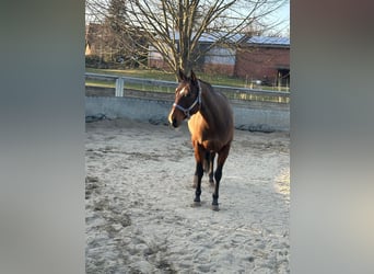 Quarter horse américain, Jument, 11 Ans, 150 cm, Bai