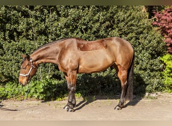 Quarter horse américain, Jument, 11 Ans, 150 cm, Bai