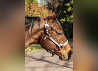 Quarter horse américain, Jument, 11 Ans, 150 cm, Bai