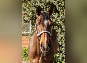 Quarter horse américain, Jument, 11 Ans, 150 cm, Bai