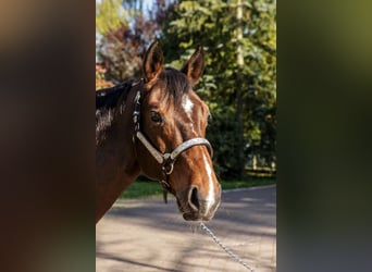 Quarter horse américain, Jument, 11 Ans, 150 cm, Bai