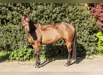 Quarter horse américain, Jument, 11 Ans, 150 cm, Bai