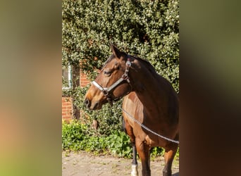 Quarter horse américain, Jument, 11 Ans, 150 cm, Bai