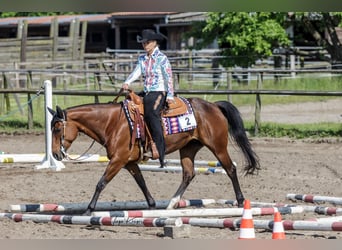 Quarter horse américain, Jument, 11 Ans, 150 cm, Bai