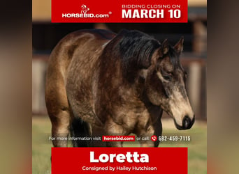 Quarter horse américain, Jument, 11 Ans, 150 cm, Buckskin