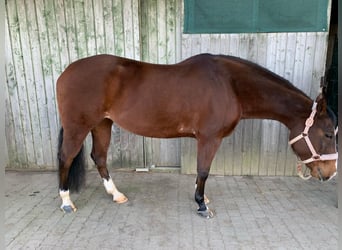 Quarter horse américain, Jument, 11 Ans, 152 cm, Bai