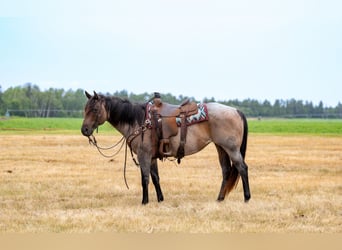Quarter horse américain, Jument, 11 Ans, 152 cm, Roan-Bay