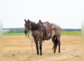 Quarter horse américain, Jument, 11 Ans, 152 cm, Roan-Bay