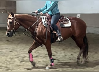 Quarter horse américain, Jument, 11 Ans, 155 cm, Alezan brûlé