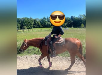 Quarter horse américain, Jument, 11 Ans, 155 cm, Alezan brûlé