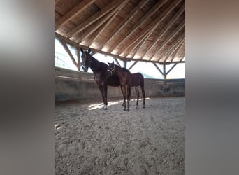 Quarter horse américain, Jument, 11 Ans, 155 cm, Alezan