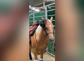 Quarter horse américain, Jument, 11 Ans, 155 cm, Palomino