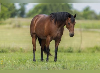 Quarter horse américain, Jument, 11 Ans, 155 cm, Roan-Bay