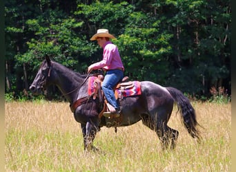 Quarter horse américain, Jument, 11 Ans, 155 cm, Rouan Bleu