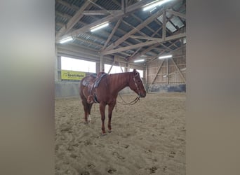 Quarter horse américain, Jument, 11 Ans, 156 cm, Alezan