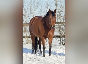 Quarter horse américain, Jument, 11 Ans, 156 cm, Bai