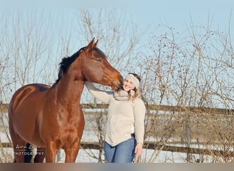 Quarter horse américain, Jument, 11 Ans, 156 cm, Bai