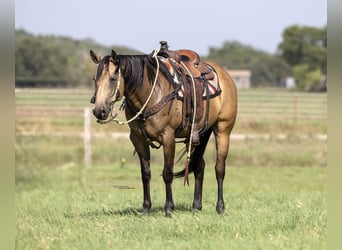 Quarter horse américain, Jument, 11 Ans, 157 cm, Buckskin