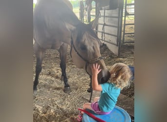 Quarter horse américain, Jument, 11 Ans, 157 cm, Buckskin