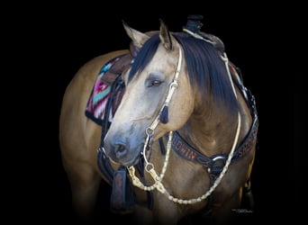 Quarter horse américain, Jument, 11 Ans, 157 cm, Buckskin