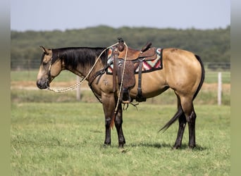 Quarter horse américain, Jument, 11 Ans, 157 cm, Buckskin