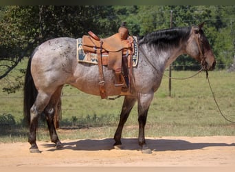 Quarter horse américain, Jument, 11 Ans, 157 cm, Roan-Bay