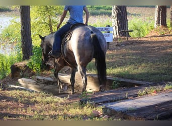 Quarter horse américain, Jument, 11 Ans, 157 cm, Roan-Bay