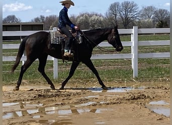Quarter horse américain, Jument, 11 Ans, 163 cm, Bai
