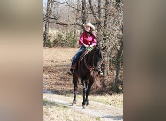 Quarter horse américain, Jument, 11 Ans, 163 cm, Bai