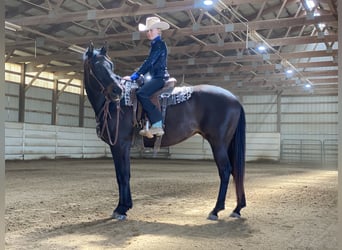 Quarter horse américain, Jument, 11 Ans, 163 cm, Bai