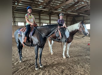 Quarter horse américain, Jument, 11 Ans, 163 cm, Bai