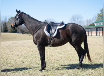 Quarter horse américain, Jument, 11 Ans, 163 cm, Bai