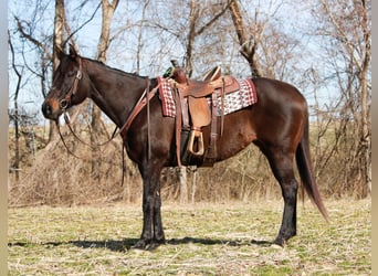Quarter horse américain, Jument, 11 Ans, 163 cm, Bai