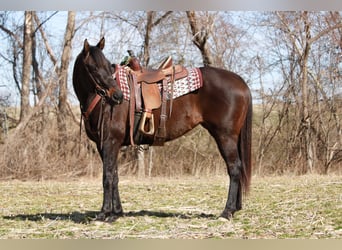 Quarter horse américain, Jument, 11 Ans, 163 cm, Bai
