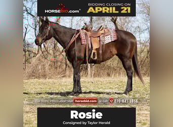 Quarter horse américain, Jument, 11 Ans, 163 cm, Bai