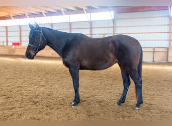 Quarter horse américain, Jument, 11 Ans, 163 cm, Bai
