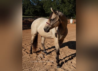 Quarter horse américain, Jument, 11 Ans, 163 cm, Buckskin