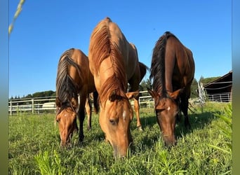 Quarter horse américain, Jument, 11 Ans, 165 cm, Bai