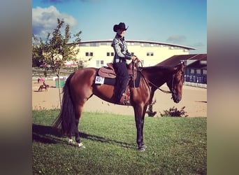 Quarter horse américain, Jument, 11 Ans, 165 cm, Bai