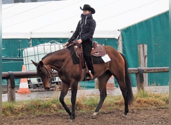 Quarter horse américain, Jument, 11 Ans, 165 cm, Bai