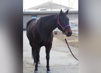 Quarter horse américain, Jument, 11 Ans