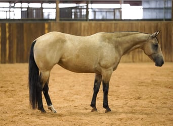 Quarter horse américain, Jument, 11 Ans