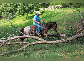 Quarter horse américain, Jument, 11 Ans, Roan-Bay