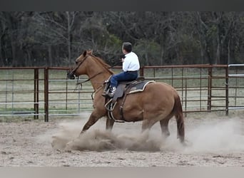 Quarter horse américain, Jument, 12 Ans, 142 cm, Isabelle