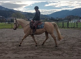 Quarter horse américain, Jument, 12 Ans, 145 cm, Palomino